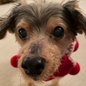 Meet your Posher, Misha